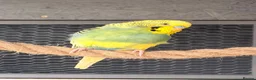 Budgerigars birds for sale: 12 Budgies Available Mixed  - Advert 11