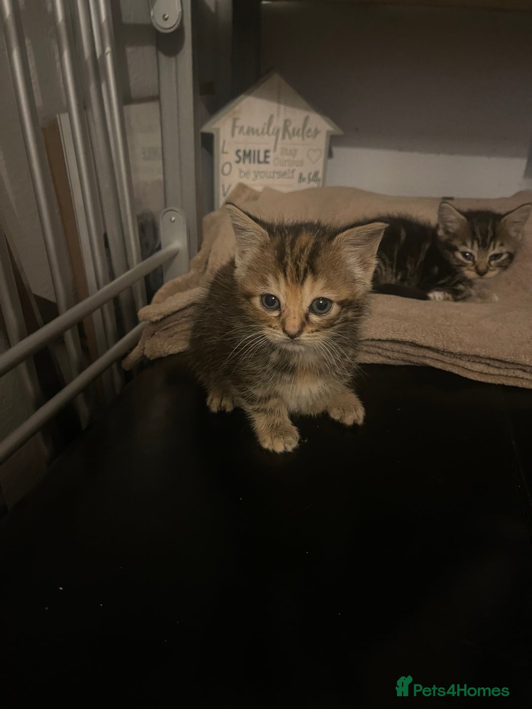 Domestic Shorthair cats for sale: Kittens for sale  - Advert 6