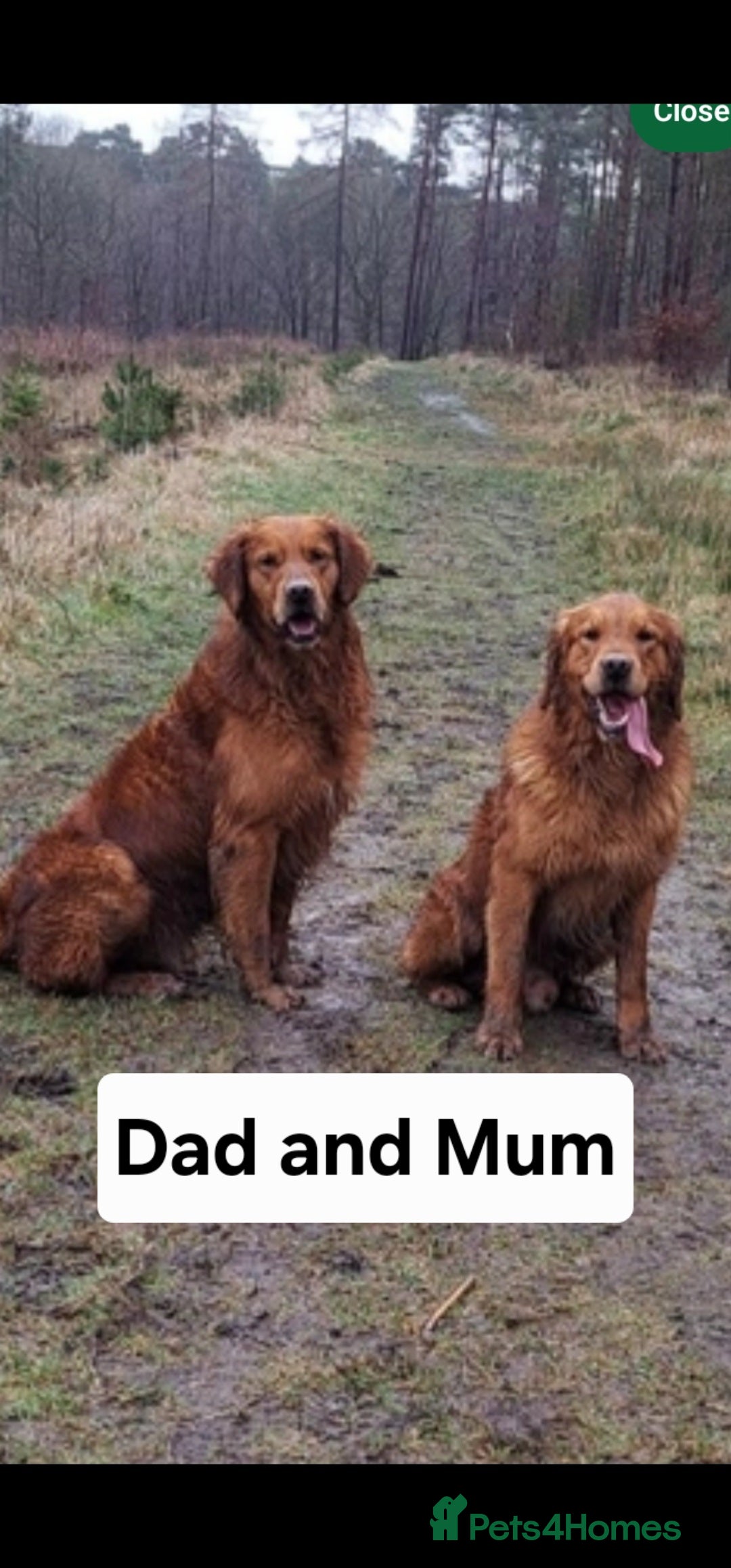 Golden Retriever dogs for sale: KC Golden retriever for sale - Advert 2