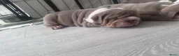 English Bulldog dogs for sale: 4 stunning unique coloured pups - Advert 11