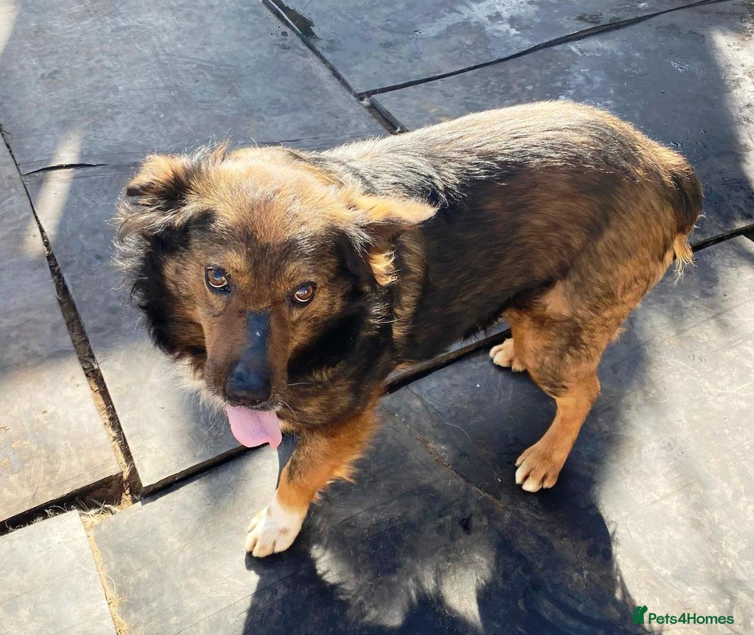 Mixed Breed dogs for adoption: Meet Charlie - a Lovely old boy, for a loving Home - Image 30