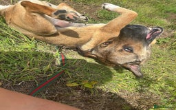 Mixed Breed dogs for adoption: Bella - Norwich Norfolk  - Image 4