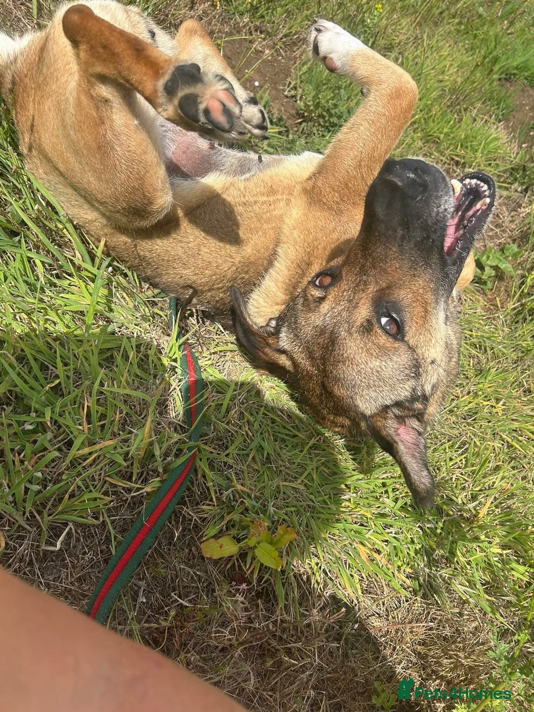 Mixed Breed dogs for adoption: Bella - Norwich Norfolk  - Image 4