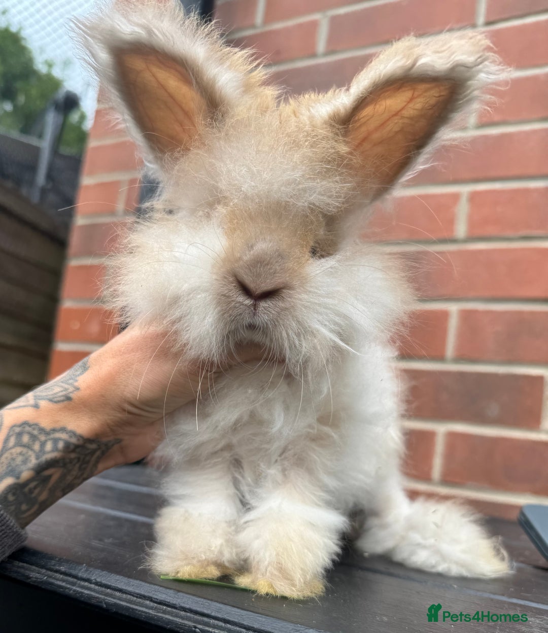 Angora rabbits for sale: Imported Angora Babies  - Image 5