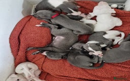 Whippet dogs for sale: Heart and Health checked KC Blue Whippets. - Image 4