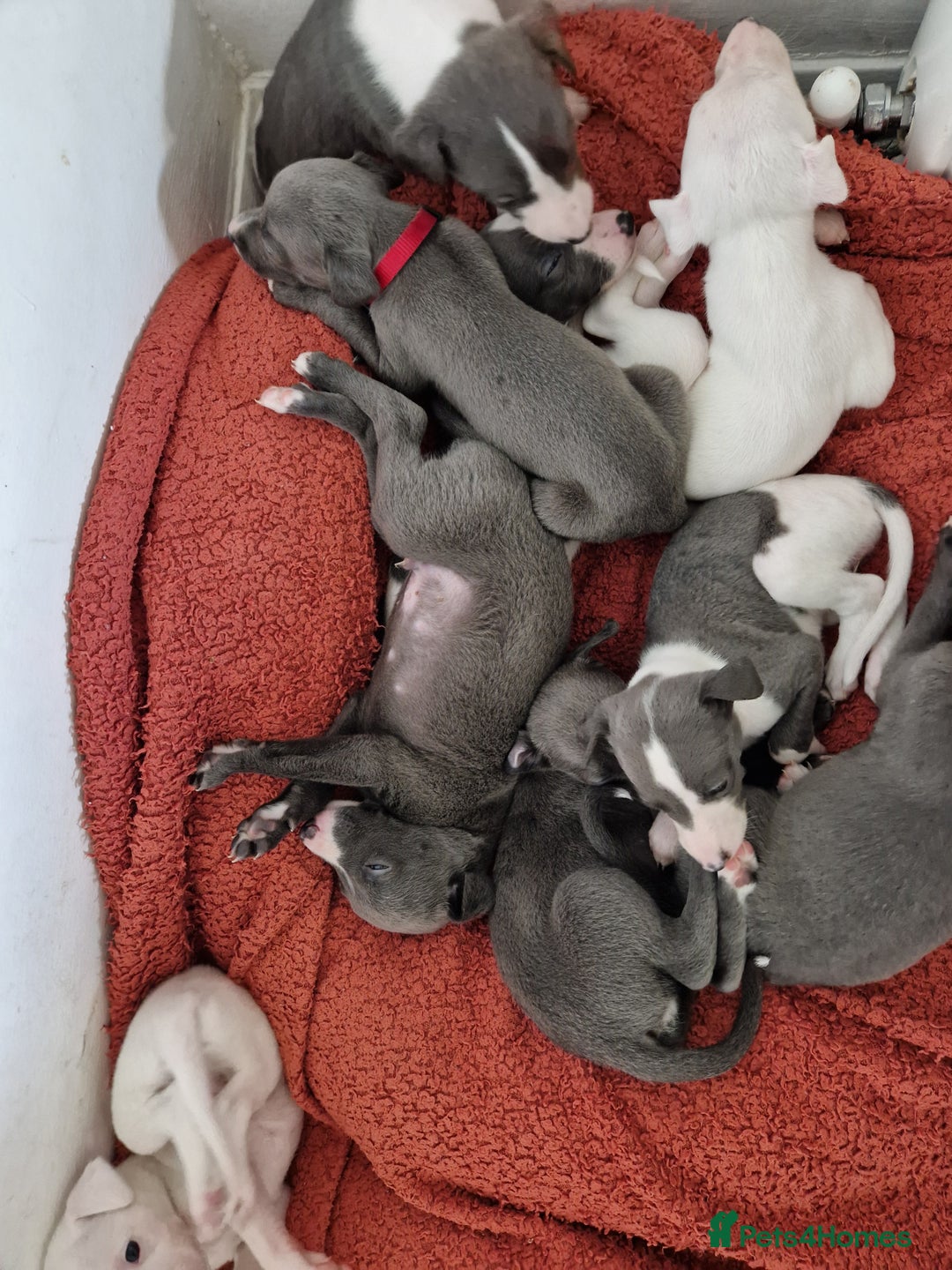 Whippet dogs for sale: Heart and Health checked KC Blue Whippets. - Image 4