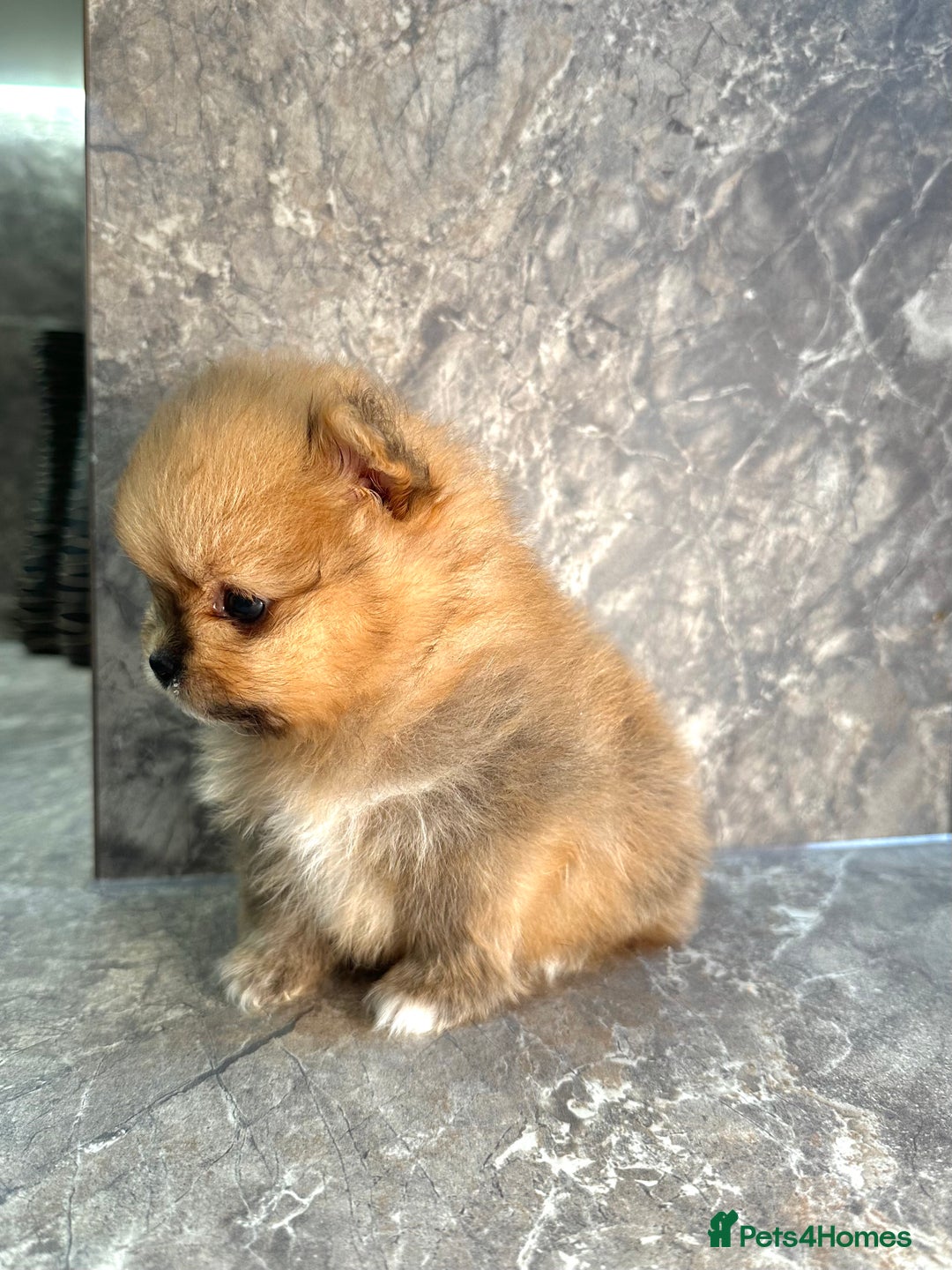 Pomeranian dogs for sale: Pomeranian teddy bear face puppies🐶 - Advert 9