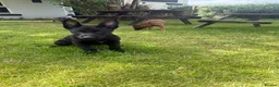 Belgian Shepherd Dog dogs for sale: RARE BLACK&BROWN BELGIAN MALINOIS PUPPIES - Advert 13