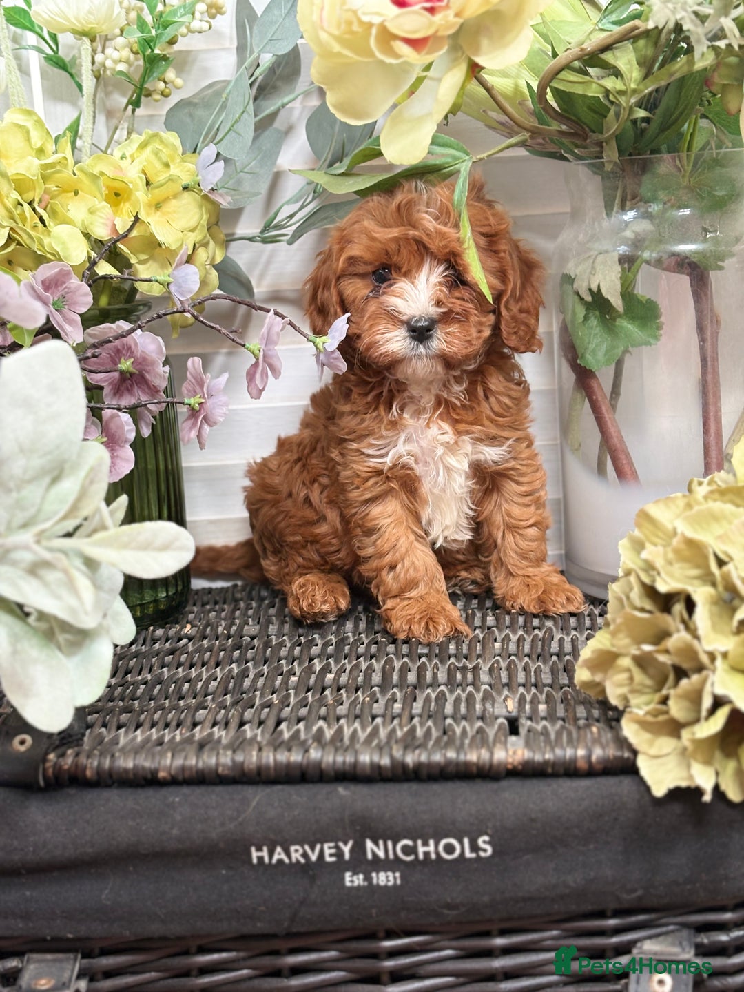 Cavapoo dogs for sale: Health tested TOY CAVAPOOS KC Parents - Image 25