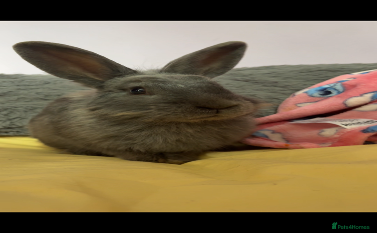 Netherland Dwarf rabbits - Advert 1
