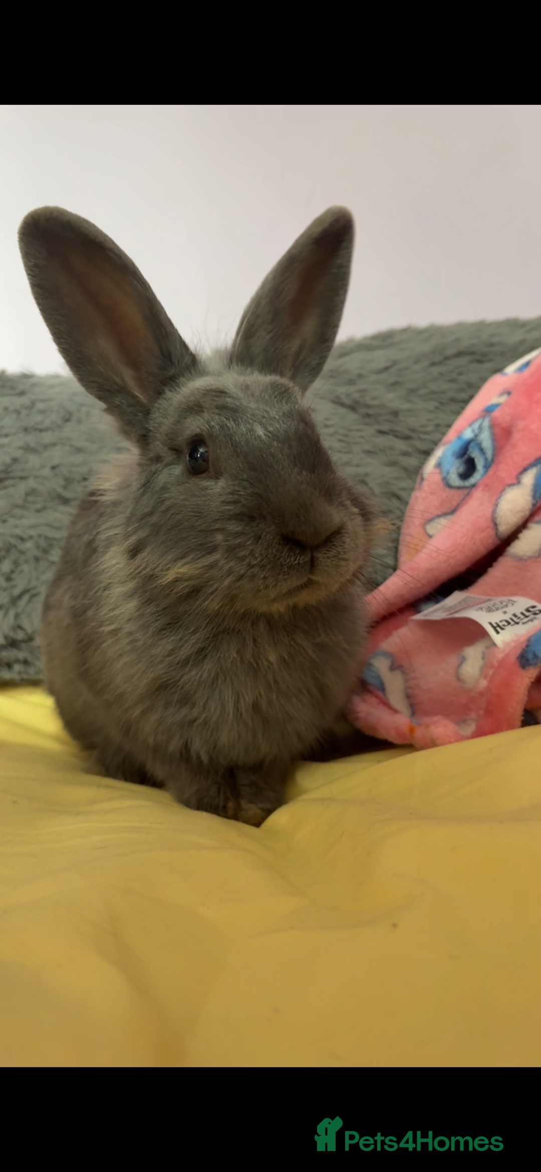 Netherland Dwarf rabbits for sale: Needs a urgent home - Image 1