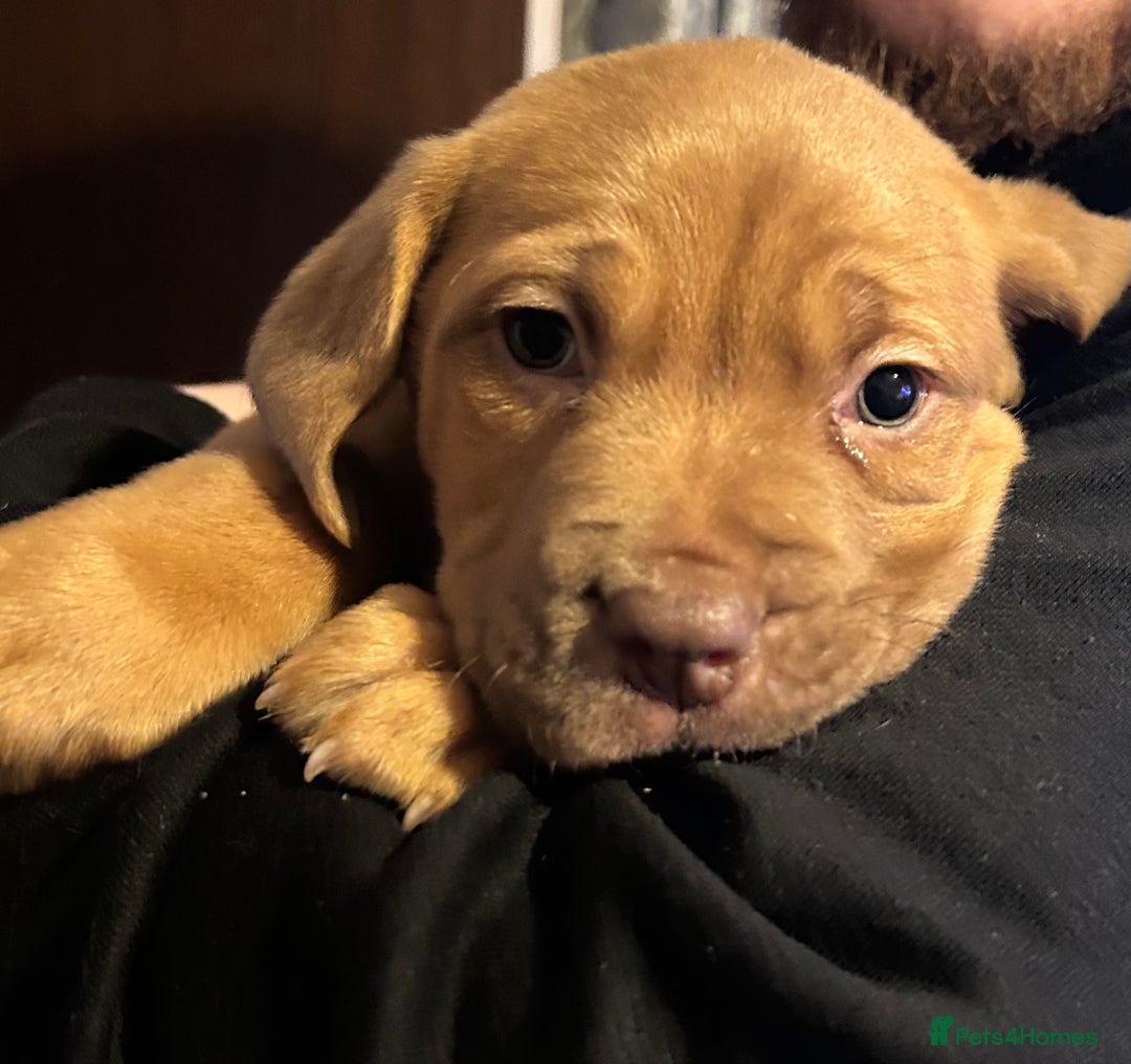 Dogue De Bordeaux dogs for sale: Female dogue de Bordeaux - Advert 2