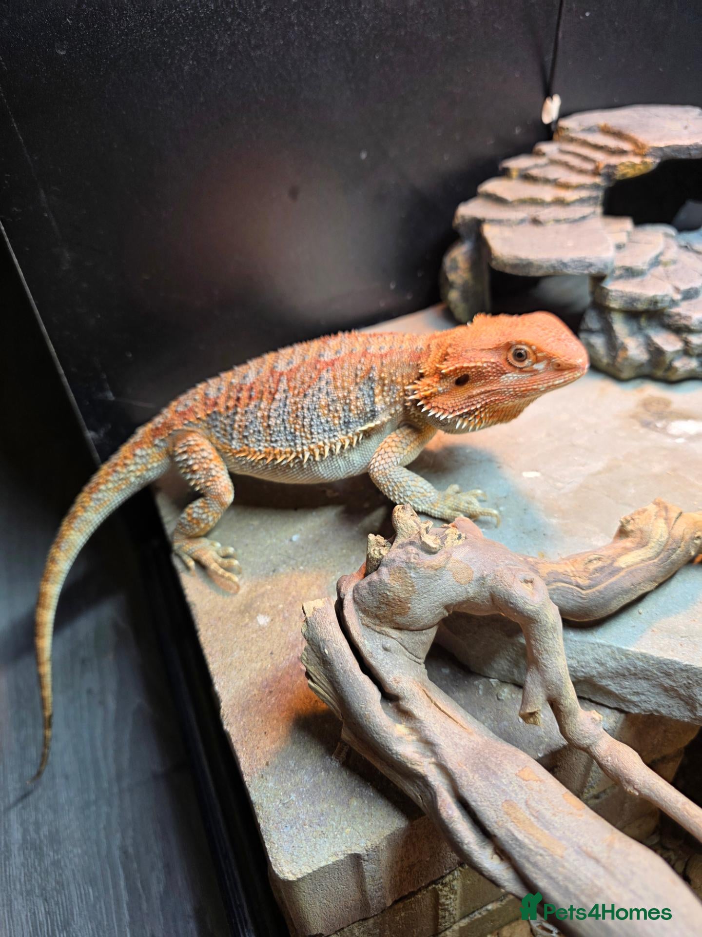 Bearded Dragon reptiles for sale: Bearded dragon with full set up - Advert 2