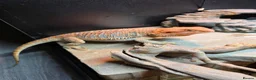 Bearded Dragon reptiles for sale: Bearded dragon with full set up - Advert 2