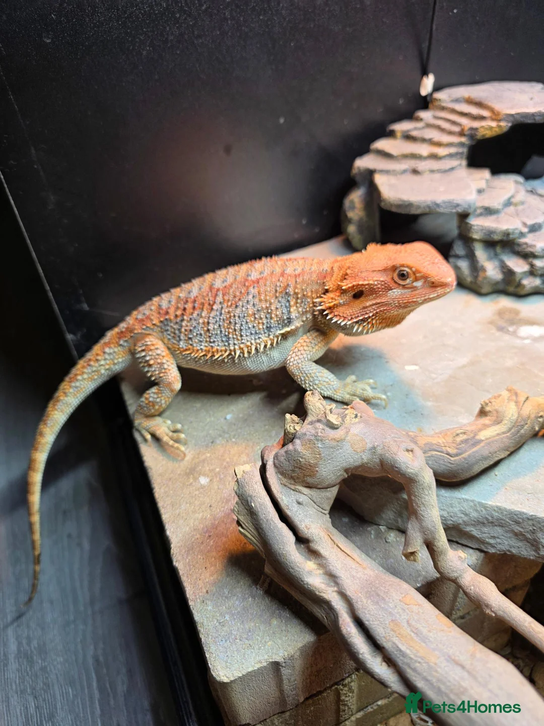 Bearded Dragon reptiles for sale: Bearded dragon with full set up - Advert 2