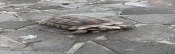 Tortoise reptiles for sale: Sulcata tortoise African  in Basildon - Advert 3