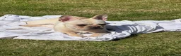 French Bulldog dogs for sale: Maddie🐾🐶 - Advert 3
