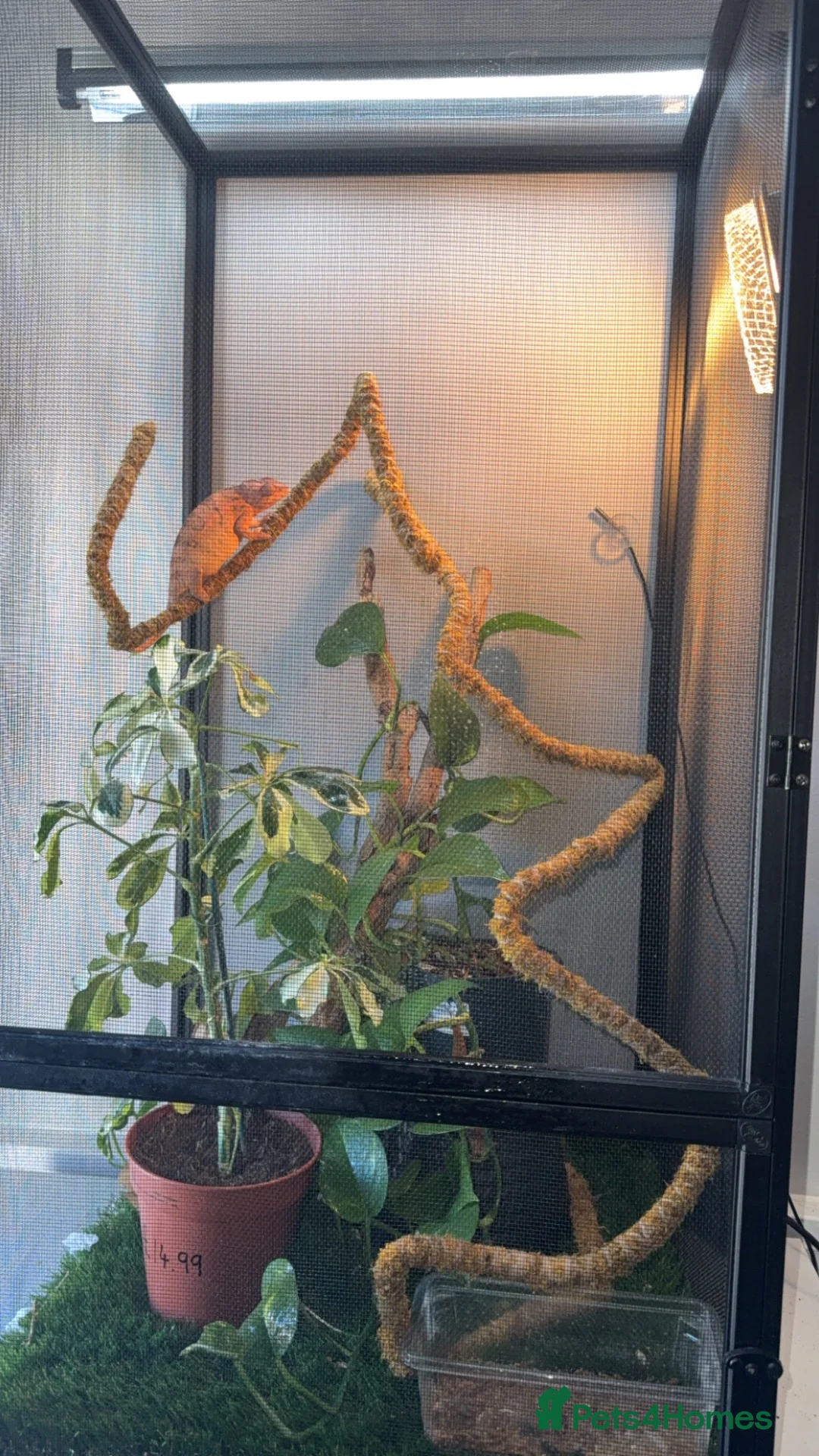 Chameleon reptiles for sale: Female panther Chameleon  - Advert 7