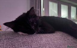 Ragdoll cats for sale: Kitten for sale - Advert 5