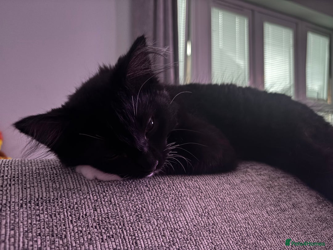 Ragdoll cats for sale: Kitten for sale - Advert 5