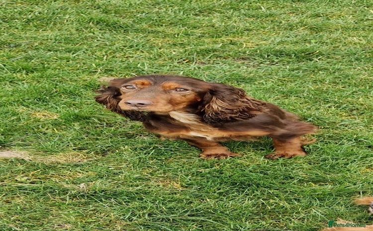 Cocker Spaniel dogs - Advert 16