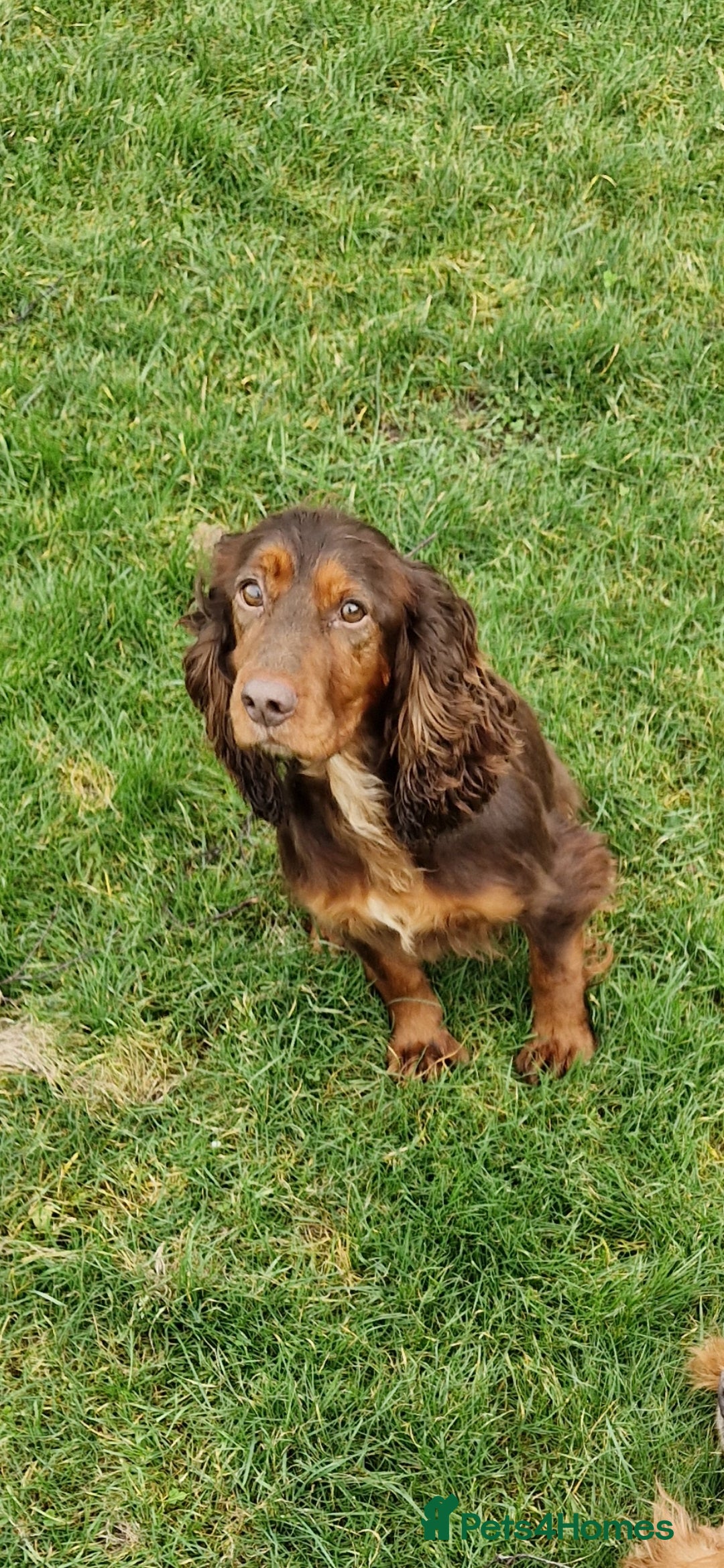 Cocker Spaniel dogs for sale: ✨️6 YR OLD CHOC&TAN WORKING COCKER BITCH ✨️ - Image 1