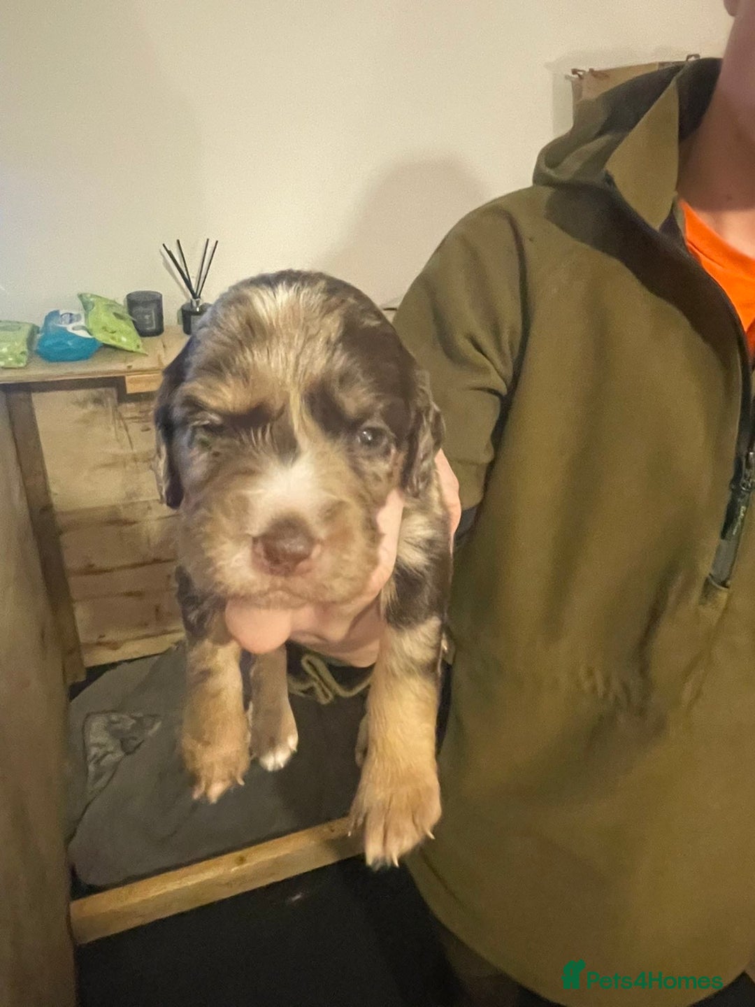 Cocker Spaniel dogs for sale: Stunning Working cocker spaniels  - Advert 15