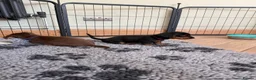 Miniature Dachshund dogs for sale: Beautiful KC registered miniature dachshunds - Advert 25