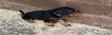 Mixed Breed 3
