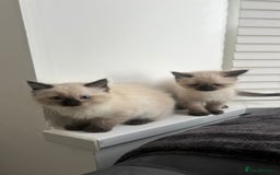 Ragdoll cats for sale: Friendly Ragdoll identical male kittens  - Image 4