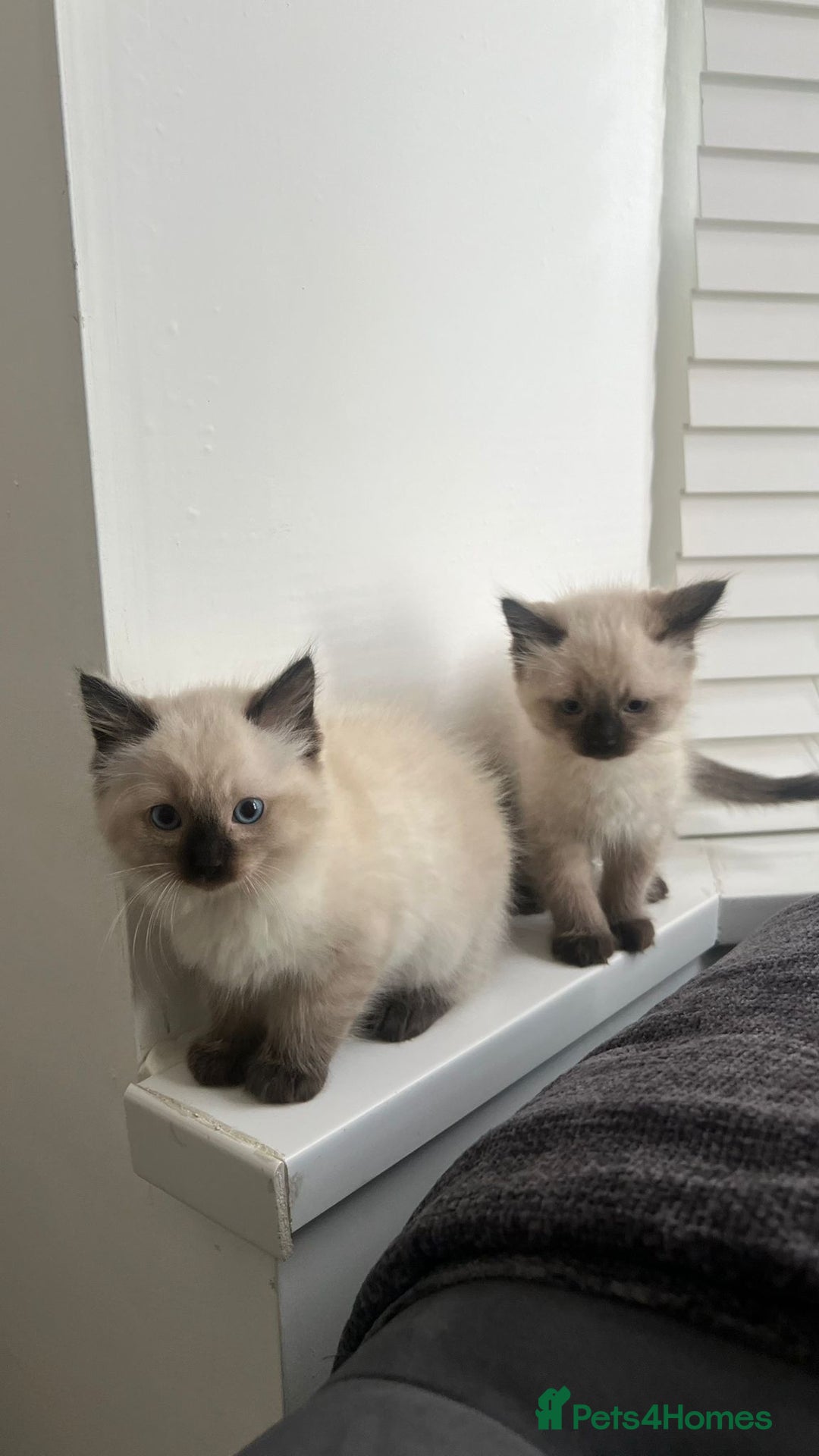 Ragdoll cats for sale: Friendly Ragdoll identical male kittens  - Image 4