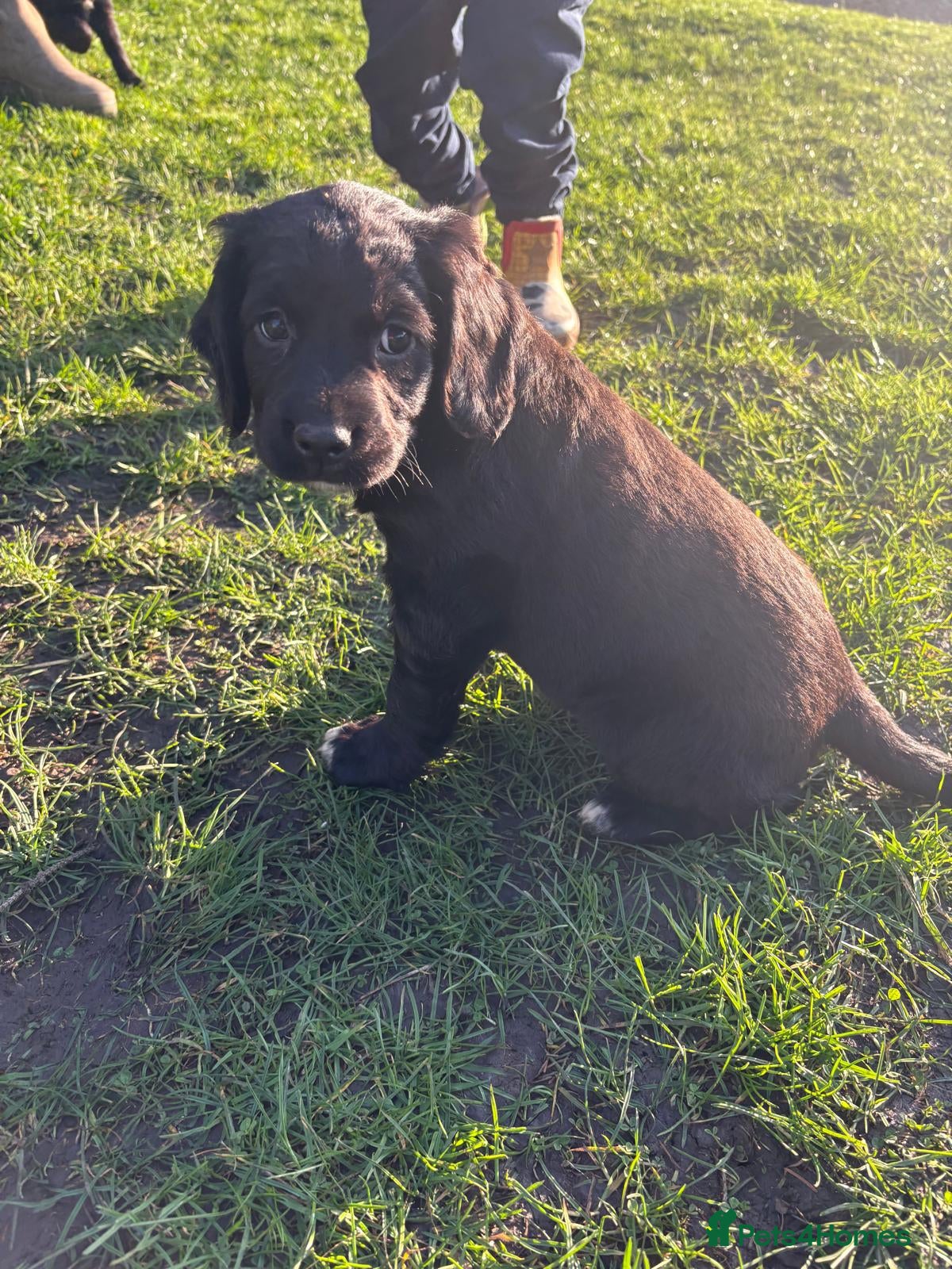 Springador dogs Springador puppies  - Advert 8