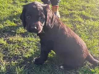 Springador dogs Springador puppies - Advert 8