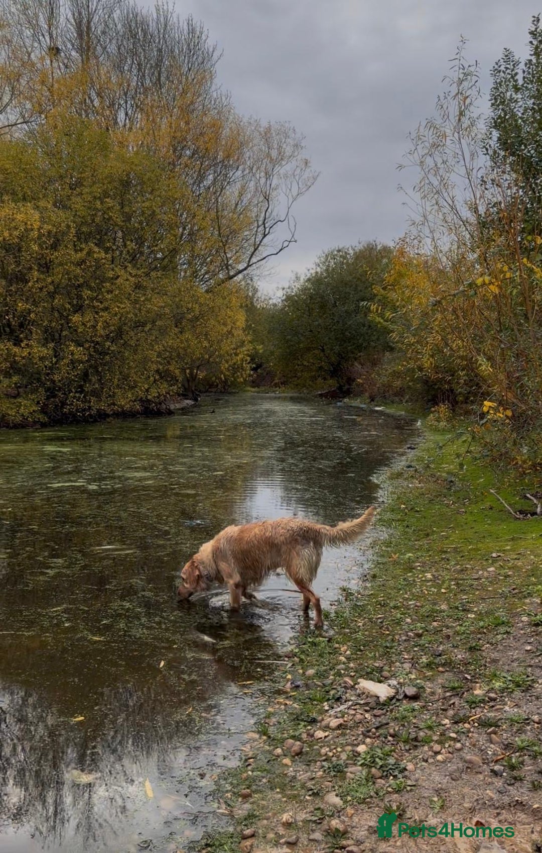 Golden Retriever dogs for sale: KC Pedigree Golden Retriever Female Adult - Image 8