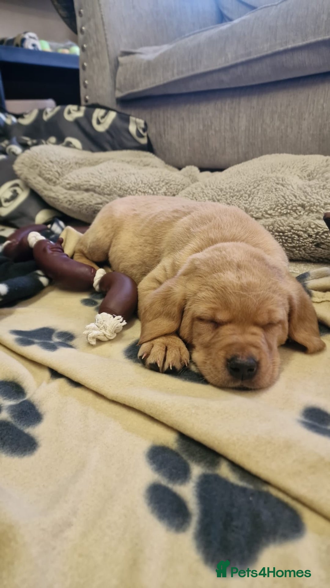 Labrador Retriever dogs for sale: ADORABLE LABRADOR PUPPIES KC REGISTERED - Advert 4