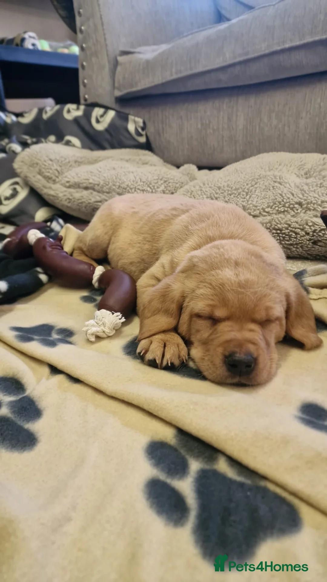 Labrador Retriever dogs for sale: ADORABLE LABRADOR PUPPIES KC REGISTERED - Advert 4