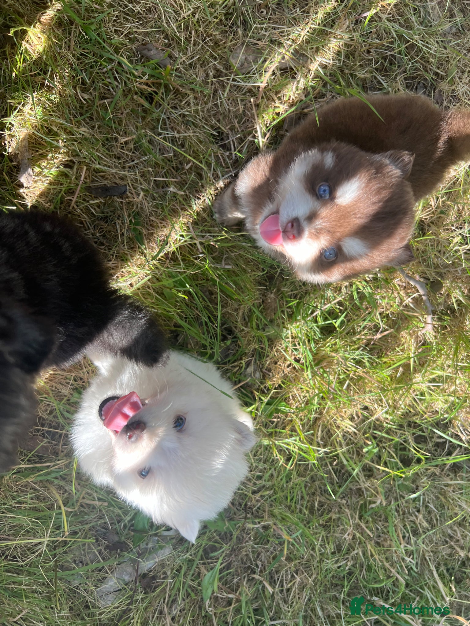 Pomsky dogs Pomsky puppies  - Advert 8