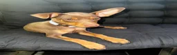 Miniature Pinscher dogs for sale: Male puppy min pin - Advert 2