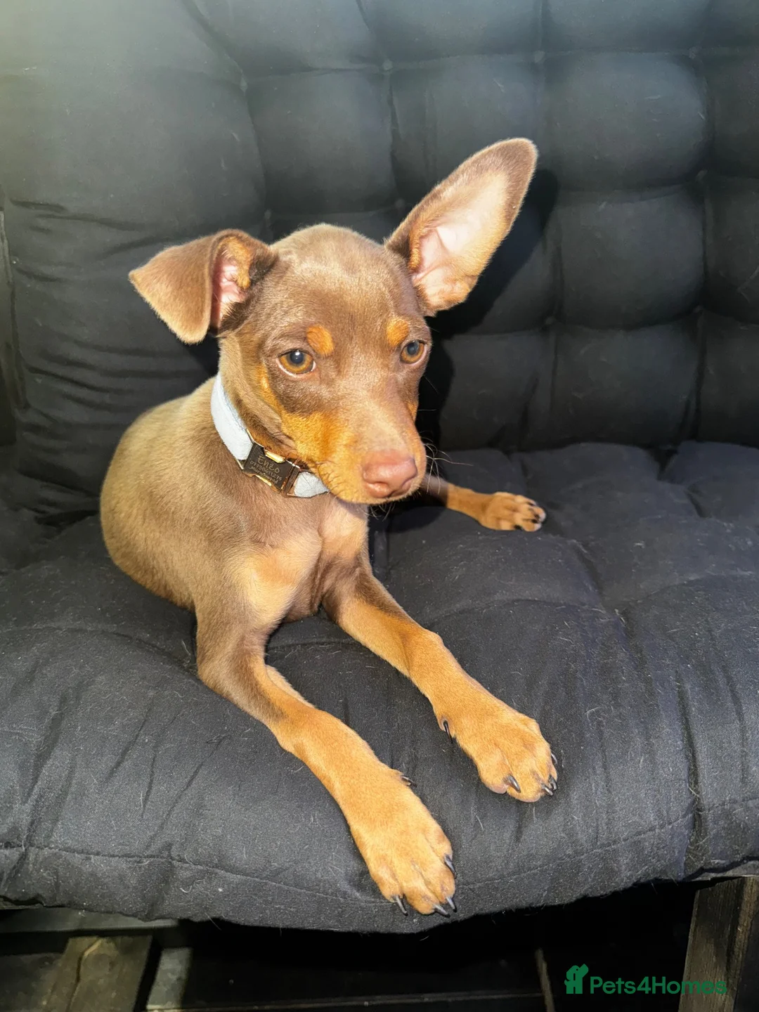 Miniature Pinscher dogs for sale: Male puppy min pin - Advert 2