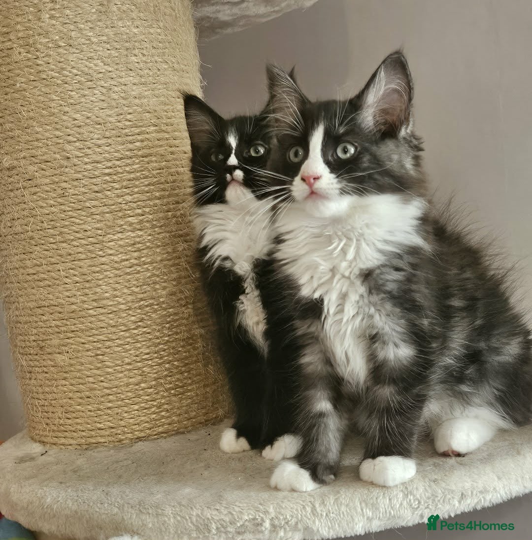 Ragcoon cats for sale: Ragcoons *dna tested parents * - Advert 23