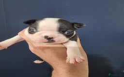 Boston Terrier dogs for sale: Boston Terrier pups - Image 9
