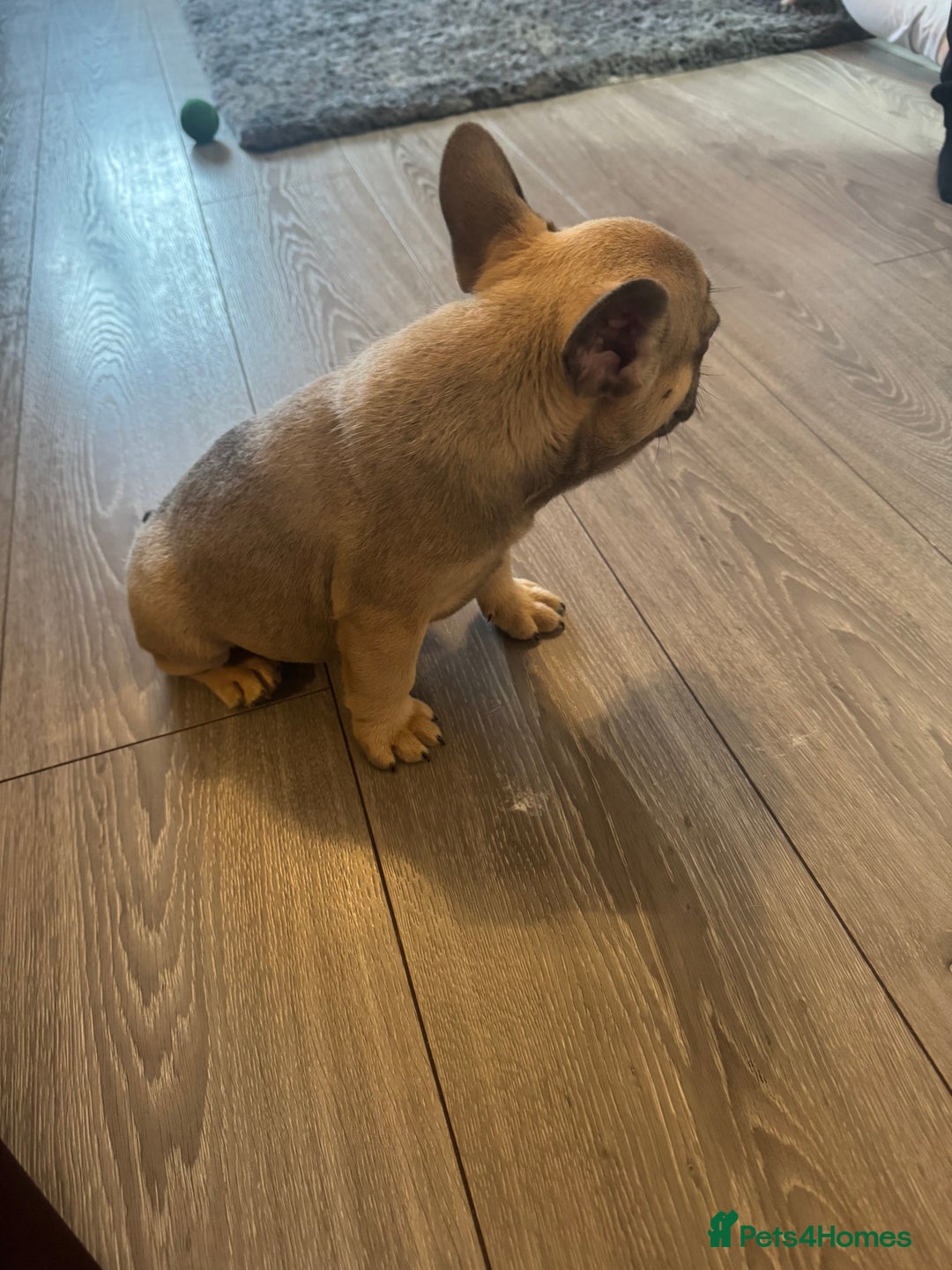 French Bulldog dogs for sale: blue fawn male - Image 4