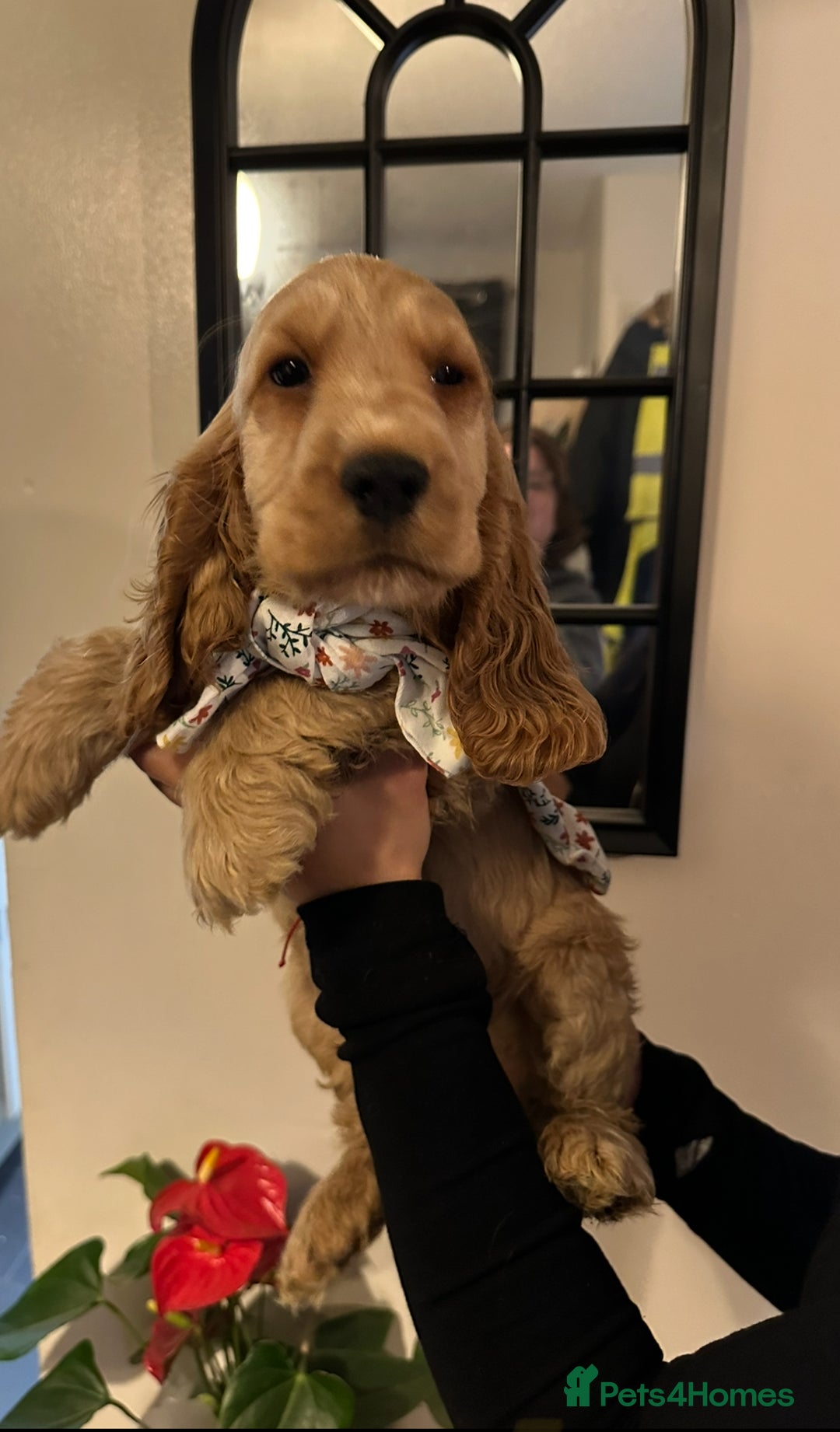 Cocker Spaniel dogs for sale: KC Golden Show Cocker Spaniel  READY TO GO! - Advert 30