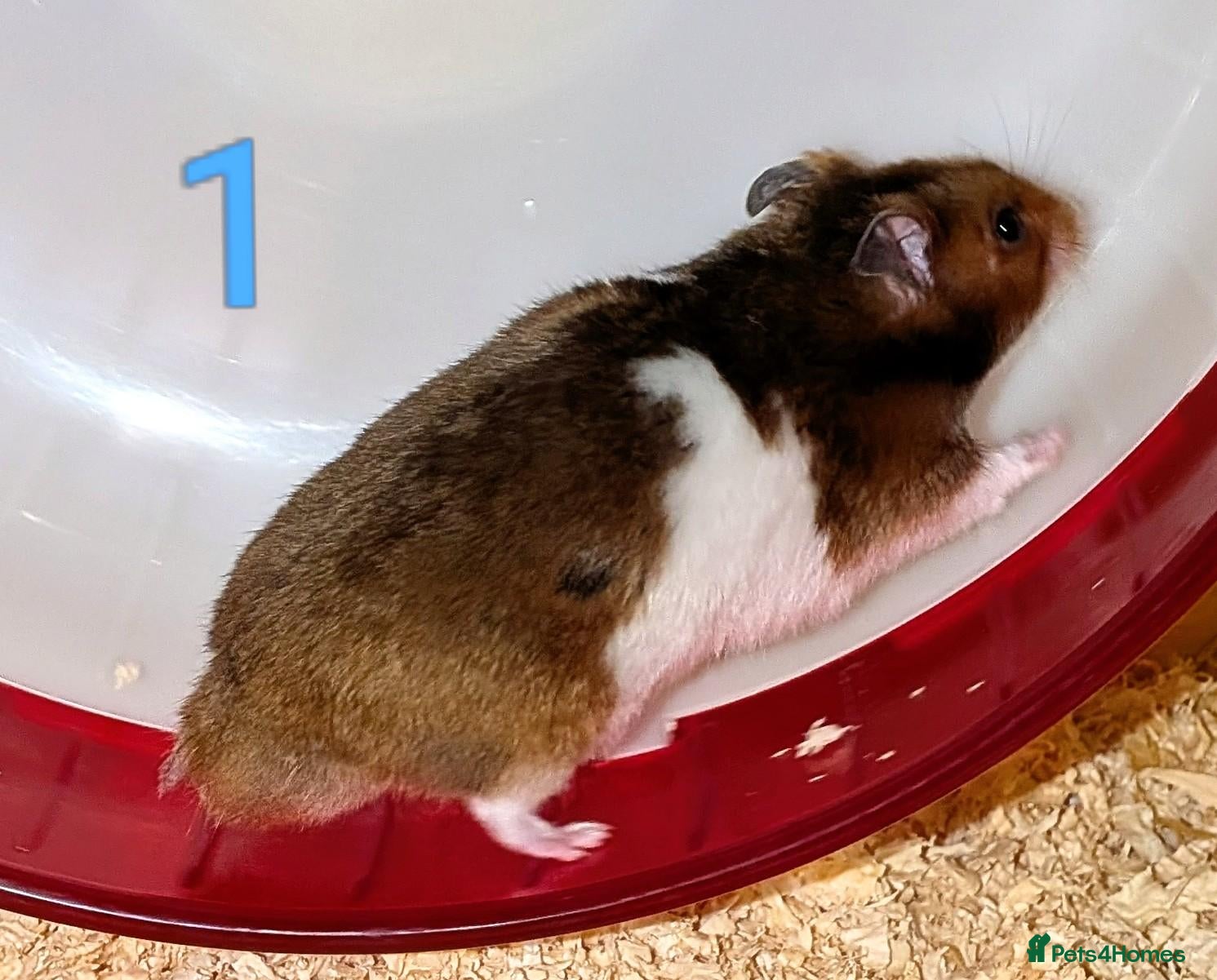 Hamster rodents Young Syrian Hamsters - Advert 1