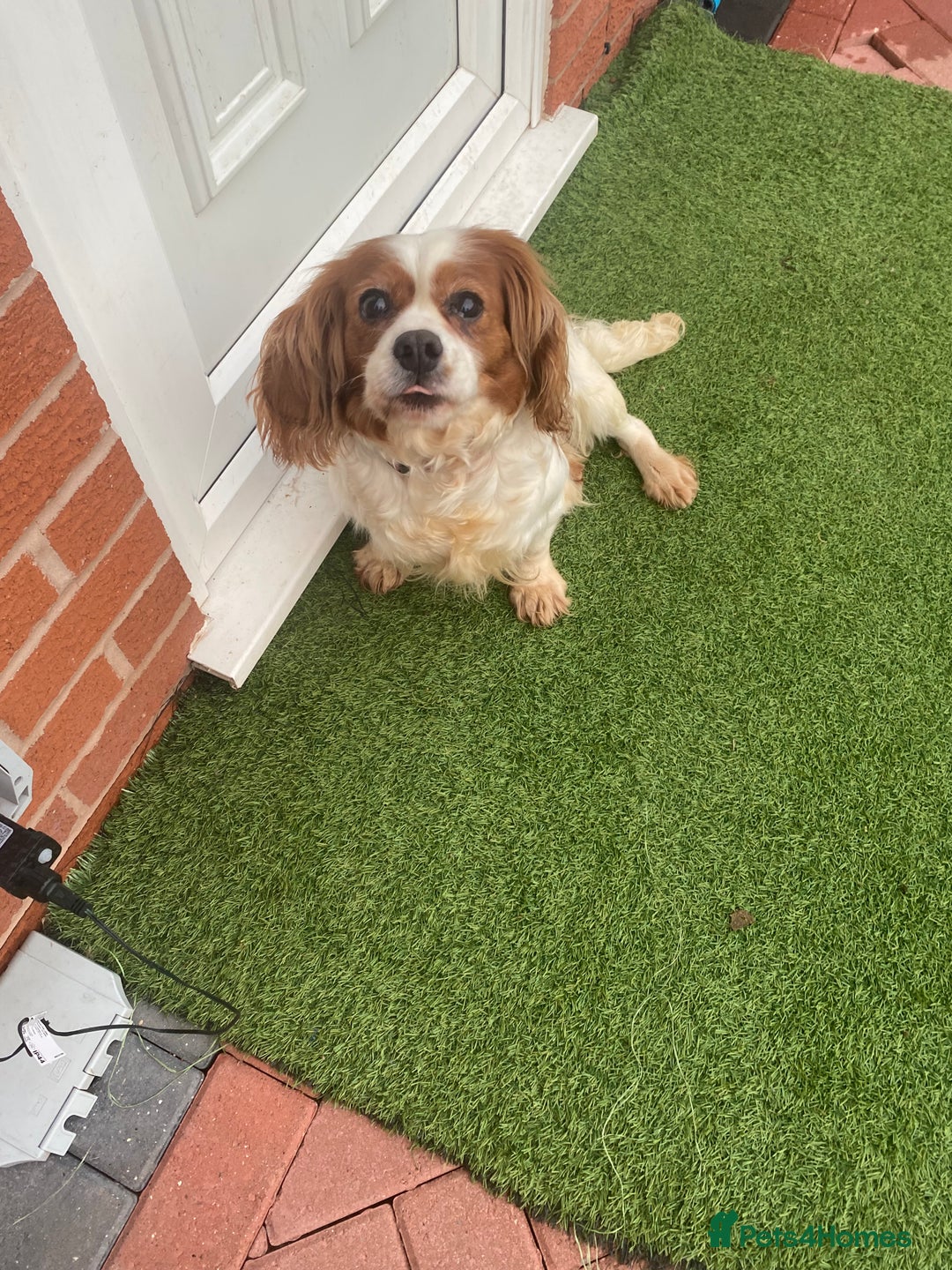 Cavalier King Charles Spaniel dogs for sale: Cavalier, King, Charles - Advert 7