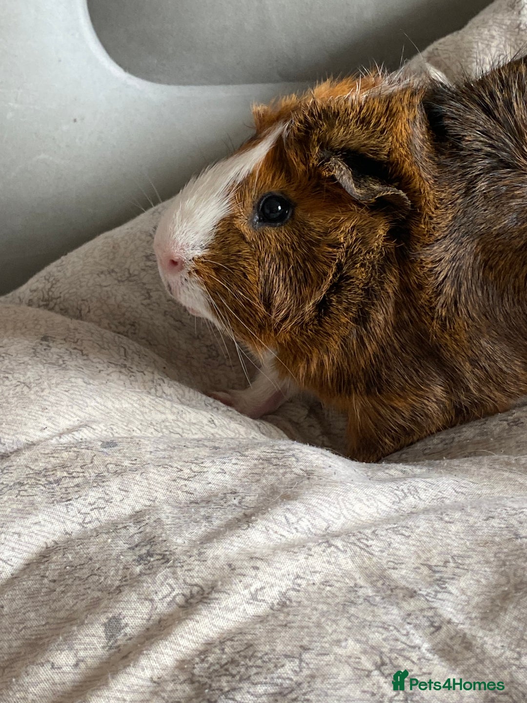Guinea Pig rodents for sale: Guinea pig for sale  - Advert 2