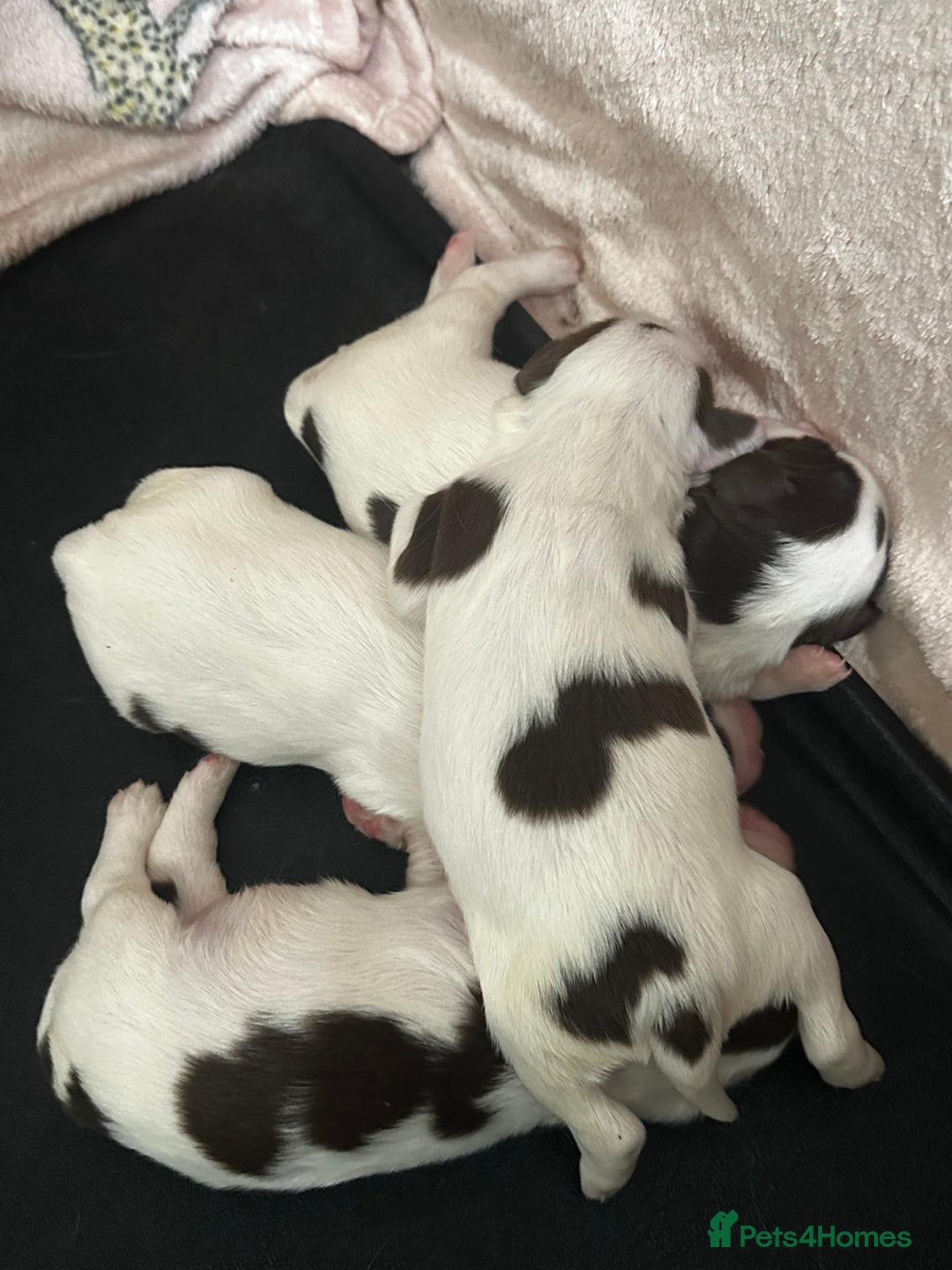 English Springer Spaniel dogs for sale: 7 English Springer Spaniel Puppies - Image 3