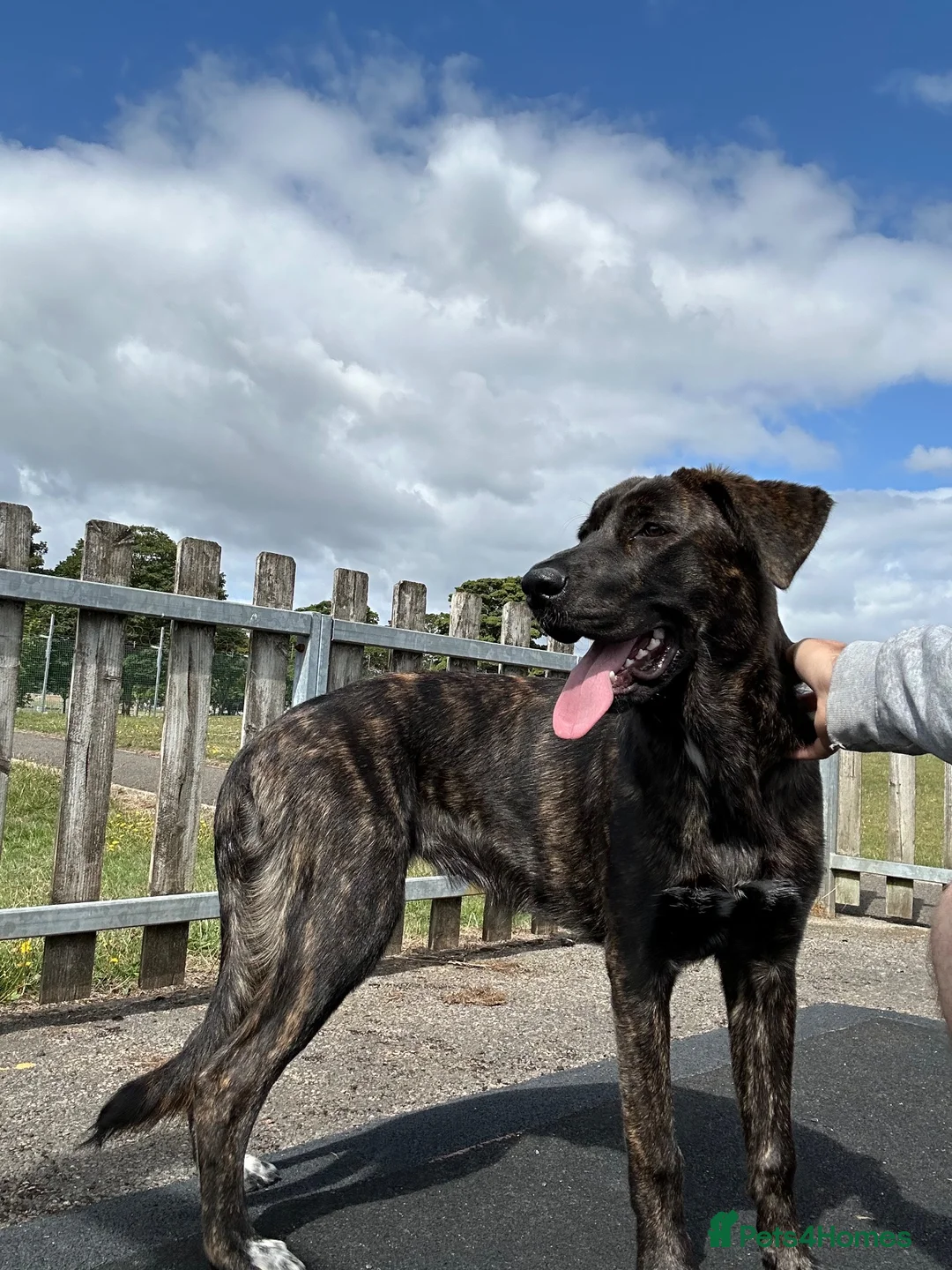 Mixed Breed dogs for sale: FREE TO GOOD HOME in Chippenham - Advert 1