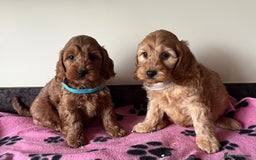 Cockapoo dogs for sale: Cockapoo puppies  - Image 12
