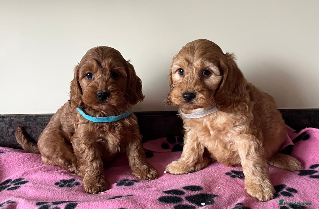 Cockapoo dogs for sale: Cockapoo puppies  - Image 12